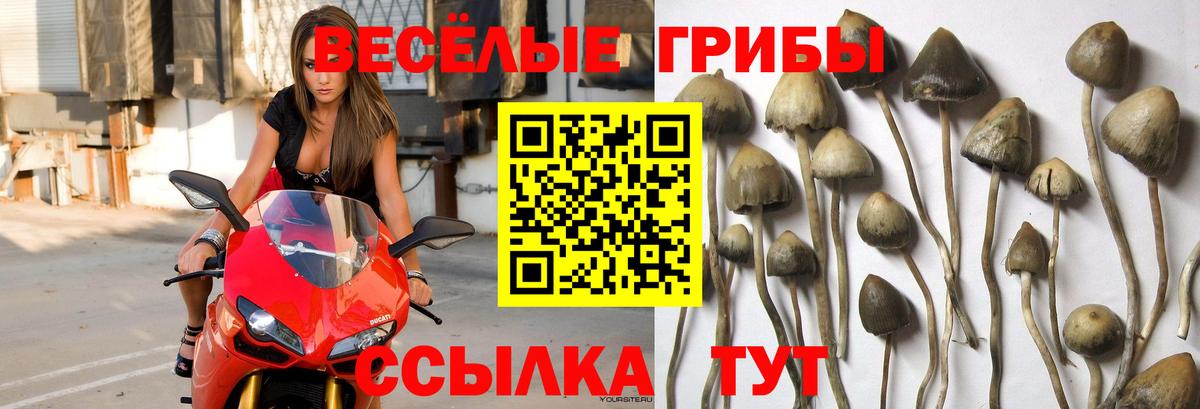 купить наркотик  Вход с VPN  Шарыпово  Псилоцибиновые грибы MAGIC MUSHROOMS 